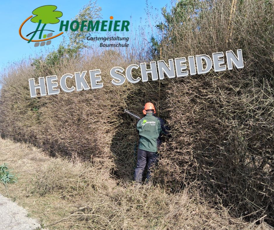Hecke schneiden Hofmeier Gartengestaltung Wolnzach